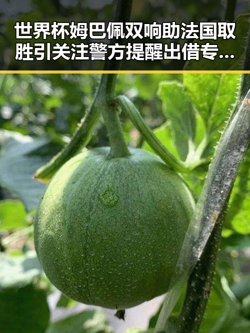世界杯姆巴佩双响助法国取胜引关注警方提醒出借专业证书风险