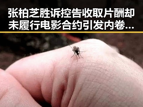 张柏芝胜诉控告收取片酬却未履行电影合约引发内卷式竞争划红线